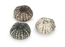 5774-Seeigel-Gehaeuse-calamaris--Durchmesser-ca--3-4-5--cm----Echinothrix-calamaris_7.jpg