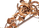 5776-Akazienzweig-Natur--Laenge-ca--30--cm---Acacia-cyclops_1.jpg