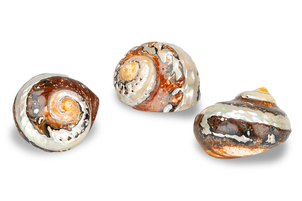 Turbo sarmaticus, banded, Größe ca. 7cm  2