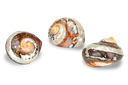 Turbo sarmaticus, banded, Größe ca. 7cm  2
