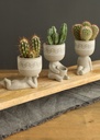 5789-Blumentof---Lazy----Hoehe-von-12-5cm--in-vielen-Modellen-zur-Auswahl---Fauler-Blumentopf_3.jpg