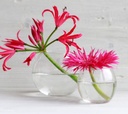 Kugelglas im Durchmesser 6, 8, 10 und 12 cm wählbar | Kugelvase