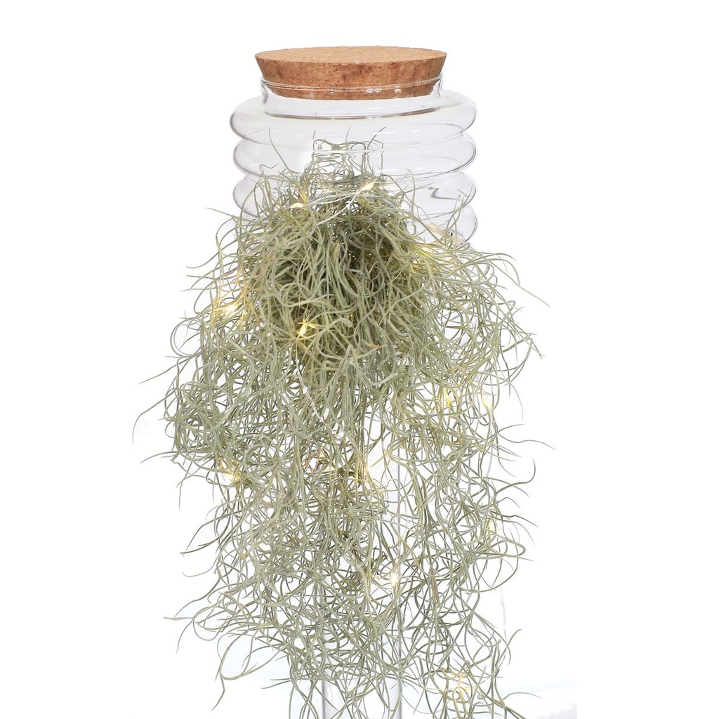 5792-Glas-Terrarium-mit-Korken--waehlbar-in-zwei-Groessen---Flaschengarten---Pflanzenterrarium---Glasvase---Pflanzenglas---Glas-Terrarium---Dekovase---Dekoglas-mit-Korken---Glasdeko_11.jpg