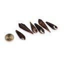 5795-Faunus-ater----Laenge-ca--3-6--cm--verpackt-im-Beutel-mit-500g--ca--150-Stueck----Teufelsdornschnecke_3.jpg