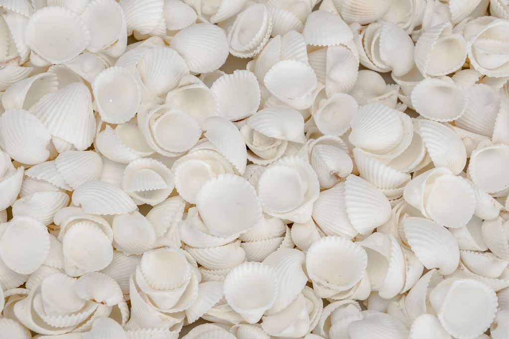 5797-Anadara-esephaca--0-5kg--ca--1-5cm--ca--600-700-Stueck---Kleine-Herzmuschel---Muscheln-zum-Basteln-und-Dekorieren---Ideal-als-Streudeko-fuer-eine-maritime-Tischdekoration---Bastelmu_2.jpg