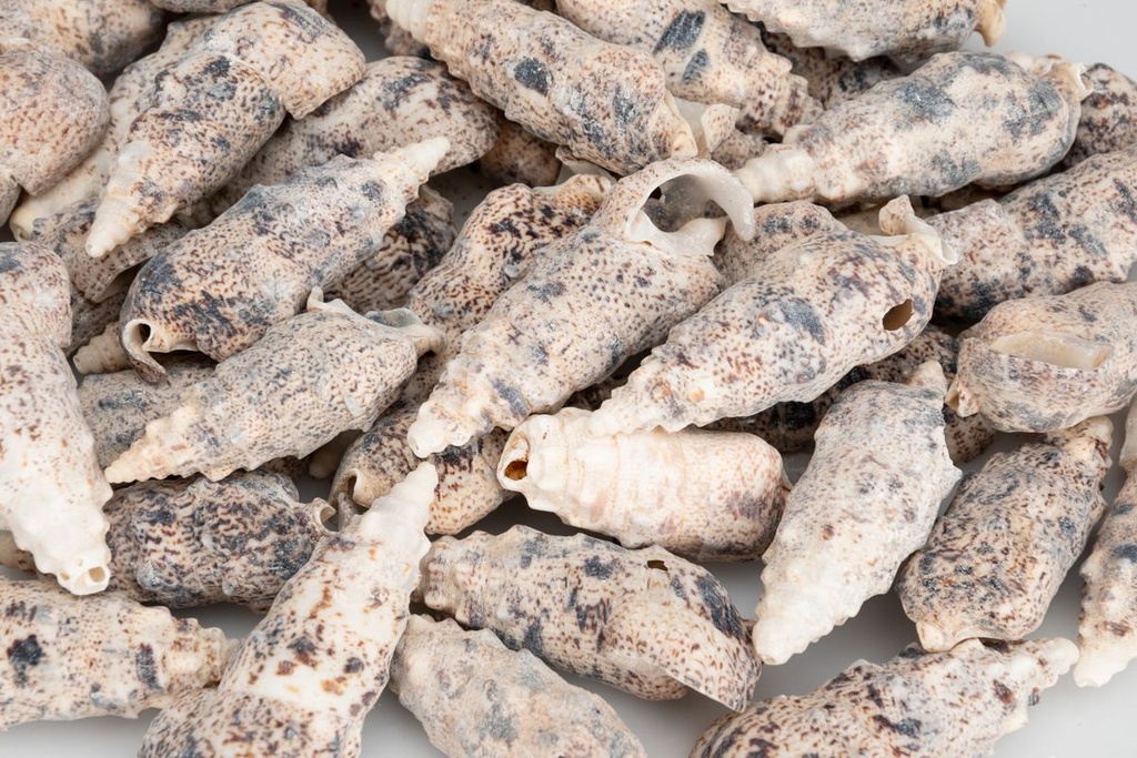 5798-Cerithium-aluco---0-5kg---ca--5-7-5cm---ca--35-45-Stk---Pseudovertagus-aluco---Hornschnecke---Muscheln-und-Deko-Schneckenhaus-zum-Basteln-und-Dekorieren---Schneckenhaus-fuer-Einsied_2.jpg
