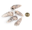 5798-Cerithium-aluco---0-5kg---ca--5-7-5cm---ca--35-45-Stk---Pseudovertagus-aluco---Hornschnecke---Muscheln-und-Deko-Schneckenhaus-zum-Basteln-und-Dekorieren---Schneckenhaus-fuer-Einsied_3.jpg