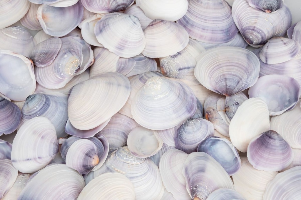 5800-Codakia-punctata-Meeresmuschel-Muscheln-zum-Basteln-und-Dekorieren---maritime-Dekoration_2.jpg