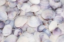 5800-Codakia-punctata-Meeresmuschel-Muscheln-zum-Basteln-und-Dekorieren---maritime-Dekoration_2.jpg
