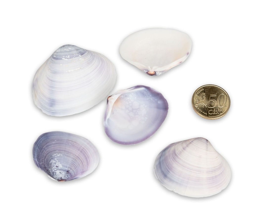 5800-Codakia-punctata-Meeresmuschel-Muscheln-zum-Basteln-und-Dekorieren---maritime-Dekoration_3.jpg