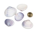 5800-Codakia-punctata-Meeresmuschel-Muscheln-zum-Basteln-und-Dekorieren---maritime-Dekoration_3.jpg
