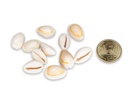 5801-Cypraea-annulus--Cooked---0-5kg--ca--2cm--ca--600-700-Stueck----Ringkauri---Schneckenhaus---Muscheln-und-Schnecken-zum-Basteln-und-Dekorieren---Meeresschnecke---Maritime-Dekoration_3.jpg