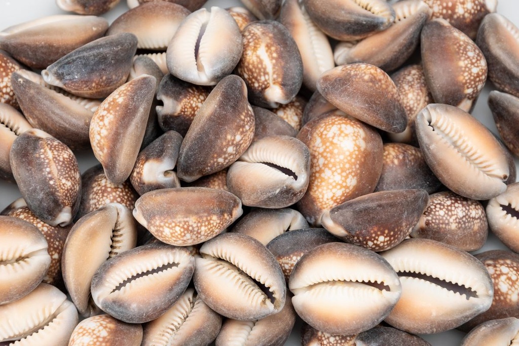5802-Cypraea-caputserpentis--0-5kg--ca--2-4cm--ca--60-70-Stk-----Schlangenkopf-Kauri_2.jpg