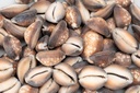 5802-Cypraea-caputserpentis--0-5kg--ca--2-4cm--ca--60-70-Stk-----Schlangenkopf-Kauri_2.jpg