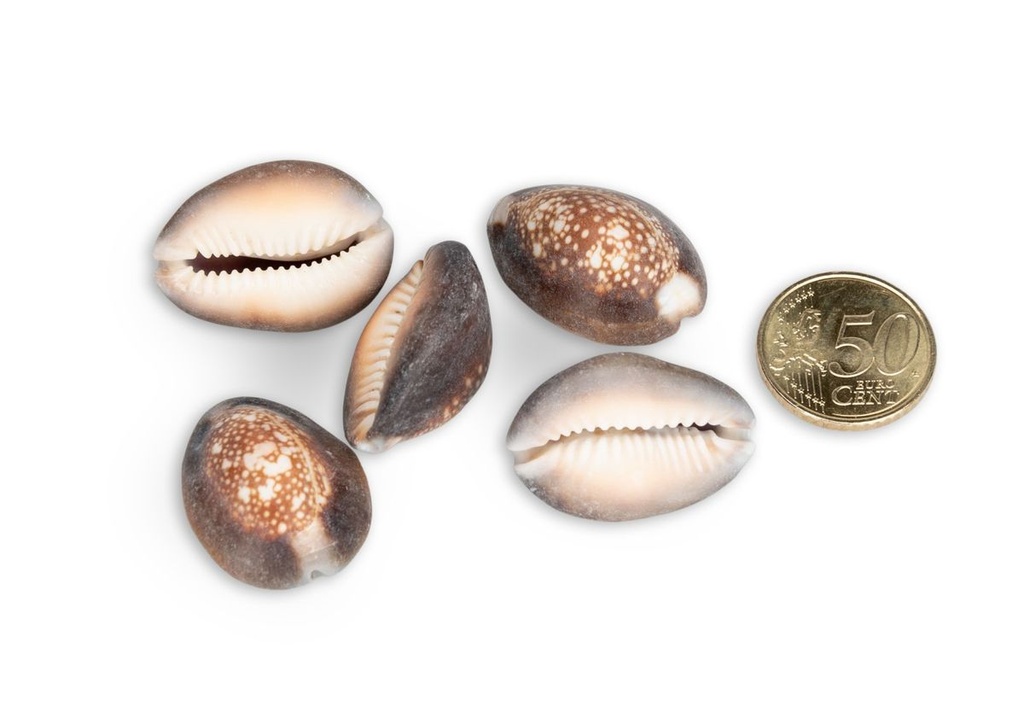 5802-Cypraea-caputserpentis--0-5kg--ca--2-4cm--ca--60-70-Stk-----Schlangenkopf-Kauri_3.jpg