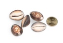 5802-Cypraea-caputserpentis--0-5kg--ca--2-4cm--ca--60-70-Stk-----Schlangenkopf-Kauri_3.jpg