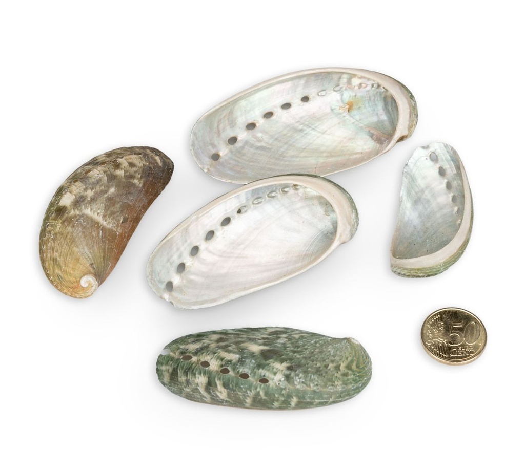5803-Haliotis-assinina--0-5kg--ca--1-5cm--ca--80-100-Stueck--Meeresschnecke-im-tropischen-Indo-Westpazifik---Eselsohr-Abalone---Abalone-Schnecke---Meeresschnecke---Muscheln-und-Schnecken_2.jpg