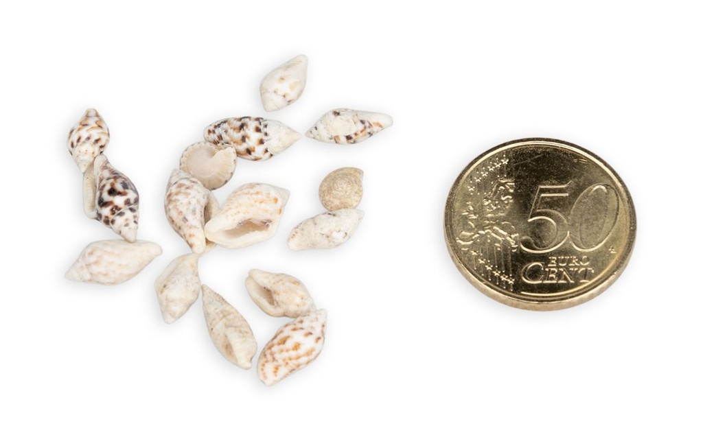 5805-Pyrene-philippinarum--mini-Muscheln-und-Schnecken-zum-Basteln-und-Dekorieren_3.jpg