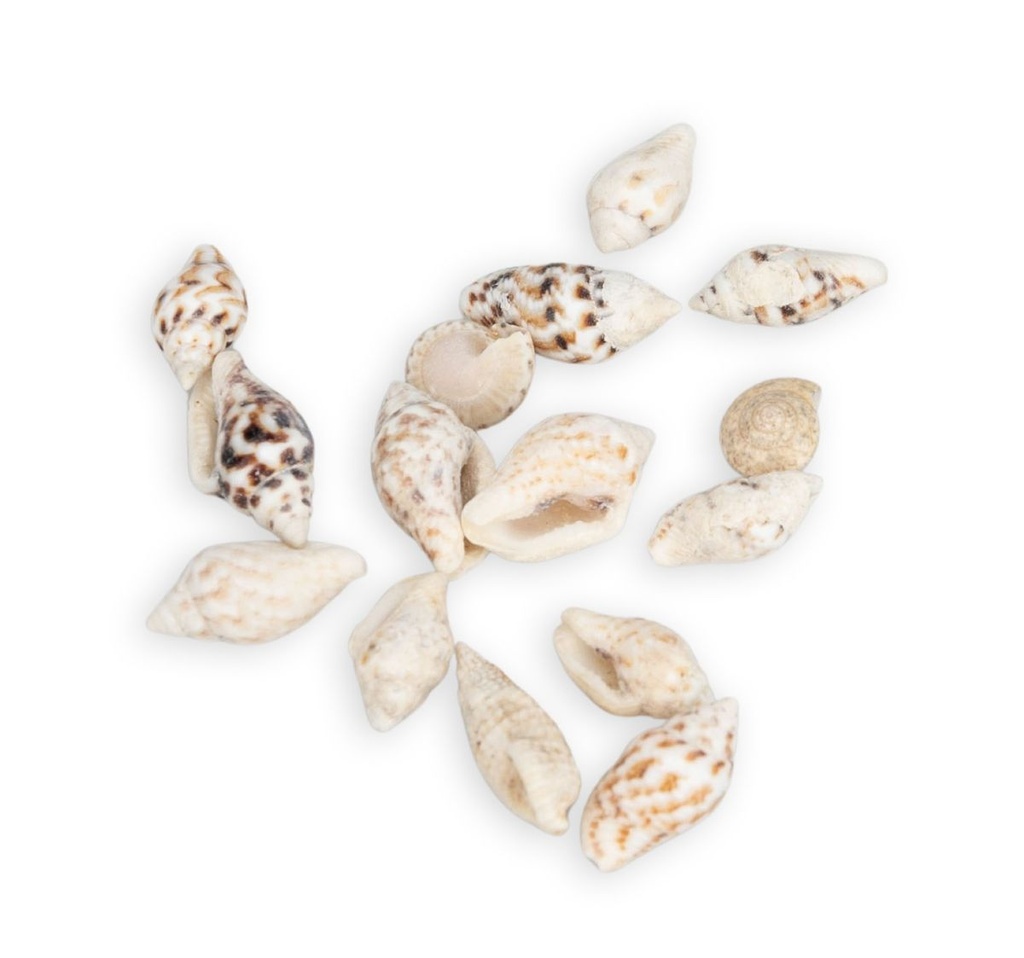 5805-Pyrene-philippinarum--mini-Muscheln-und-Schnecken-zum-Basteln-und-Dekorieren_4.jpg