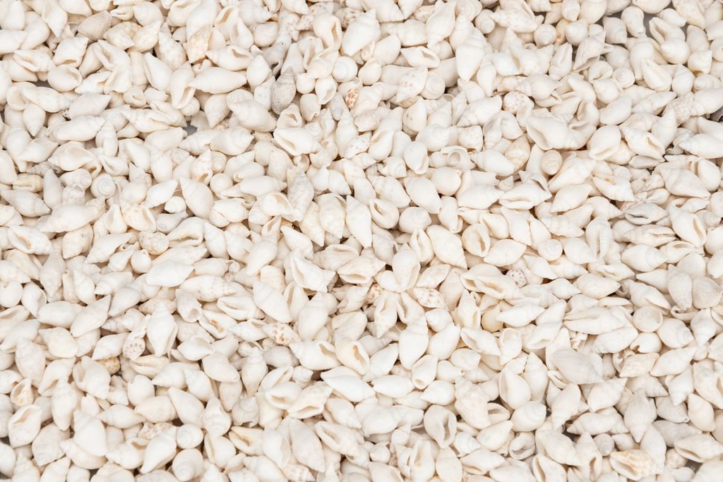 5806-Pyrene-philippinarum----Cooked---0-5kg--ca--1-1-5cm--ca----1000-Stueck---Mini-Schneckenhaus---mini-Muscheln-und-Schnecken-zum-Basteln-und-Dekorieren---kleine-Schneckenhaeuser---Mari_2.jpg