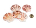 5807-Pecten-lentigiou--0-5kg--ca--4-6cm--ca--60-70-Stueck---Kleine-Jacobsmuschel---Muschelschalen---Kammmuschel-zur-Dekoration---Muscheln-und-Schnecken-zum-Basteln-und-Dekorieren-_3.jpg