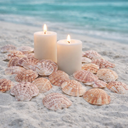 5807-Pecten-lentigiou-Jakobsmuscheln-4---6---cm-0-5---kg-ca--60---70-Stk-Deko-Basteln_1.png