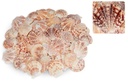 5807-Pecten-lentigiou--0-5kg--ca--4-6cm--ca--60-70-Stueck---Kleine-Jacobsmuschel---Muschelschalen---Kammmuschel-zur-Dekoration---Muscheln-und-Schnecken-zum-Basteln-und-Dekorieren-_1.jpg