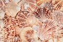 5807-Pecten-lentigiou--0-5kg--ca--4-6cm--ca--60-70-Stueck---Kleine-Jacobsmuschel---Muschelschalen---Kammmuschel-zur-Dekoration---Muscheln-und-Schnecken-zum-Basteln-und-Dekorieren-_2.jpg