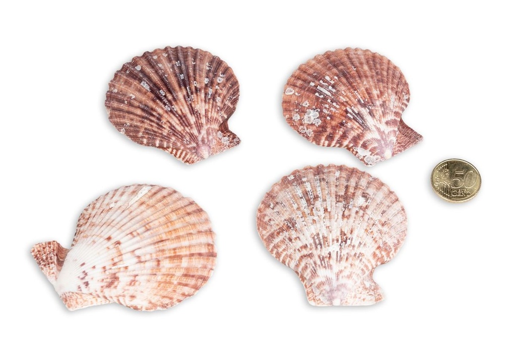 5808-Pecten-nobolis-Bunt--verpackt-mit-0-5kg--Groesse-ca--5-8cm--ca--30-40-Stueck---Muscheln-zum-Basteln-und-Dekorieren---Kammmuschel---Deko-Muscheln---Pilgermuschel---Jakobsmuschel-_2.jpg