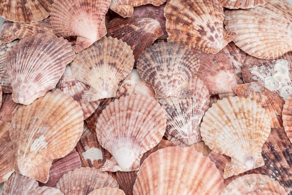 5808-Pecten-nobolis-Bunt--verpackt-mit-0-5kg--Groesse-ca--5-8cm--ca--30-40-Stueck---Muscheln-zum-Basteln-und-Dekorieren---Kammmuschel---Deko-Muscheln---Pilgermuschel---Jakobsmuschel-_3.jpg