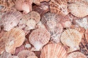 5808-Pecten-nobolis-Bunt--verpackt-mit-0-5kg--Groesse-ca--5-8cm--ca--30-40-Stueck---Muscheln-zum-Basteln-und-Dekorieren---Kammmuschel---Deko-Muscheln---Pilgermuschel---Jakobsmuschel-_3.jpg