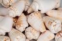 5811-Strombus-luhuanus--0-5kg--ca--2-4cm--ca--20-25-Stk----Rotlippenschnecke---Meeresschnecke---Deko-Schneckenhaus-zum-Basteln-und-Dekorieren---Schneckenhaus---maritime-Dekoration---Stre_2.jpg