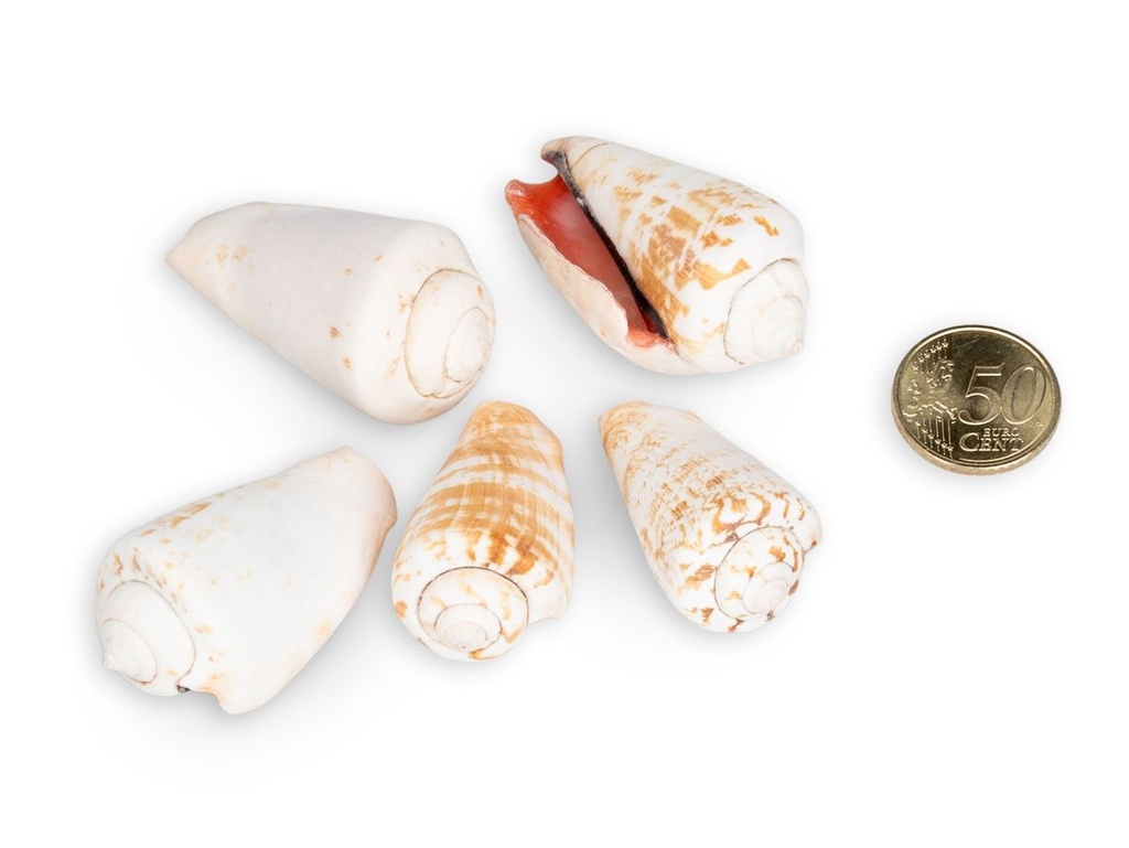 5811-Strombus-luhuanus--0-5kg--ca--2-4cm--ca--20-25-Stk----Rotlippenschnecke---Meeresschnecke---Deko-Schneckenhaus-zum-Basteln-und-Dekorieren---Schneckenhaus---maritime-Dekoration---Stre_3.jpg