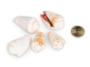 5811-Strombus-luhuanus--0-5kg--ca--2-4cm--ca--20-25-Stk----Rotlippenschnecke---Meeresschnecke---Deko-Schneckenhaus-zum-Basteln-und-Dekorieren---Schneckenhaus---maritime-Dekoration---Stre_3.jpg