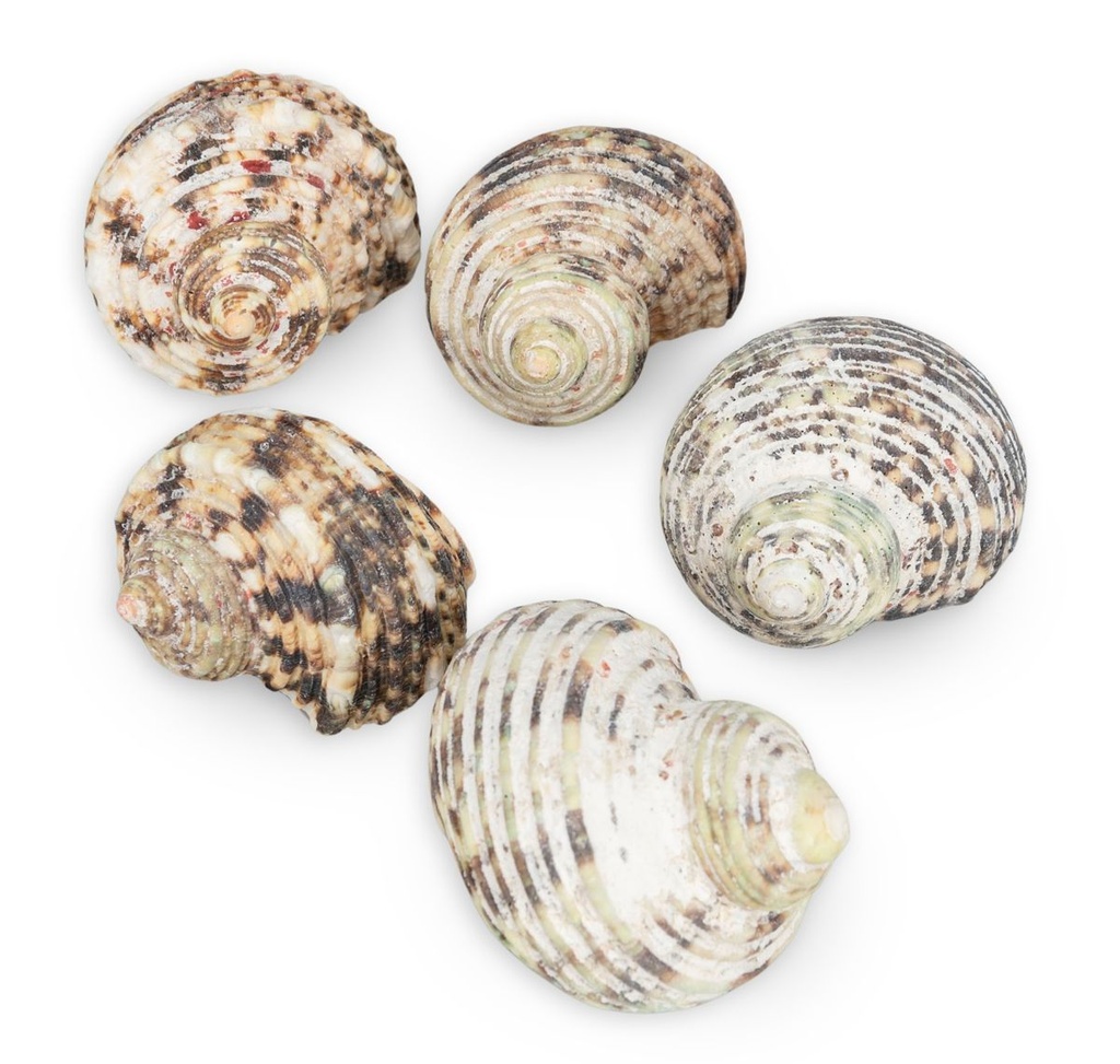 5813-Turbo-argyrostomus-0-5kg--ca--4-6cm--ca--8-12-Stk----Turbanschnecke---Muschel-und-Schnecken-zum-Basteln_2.jpg