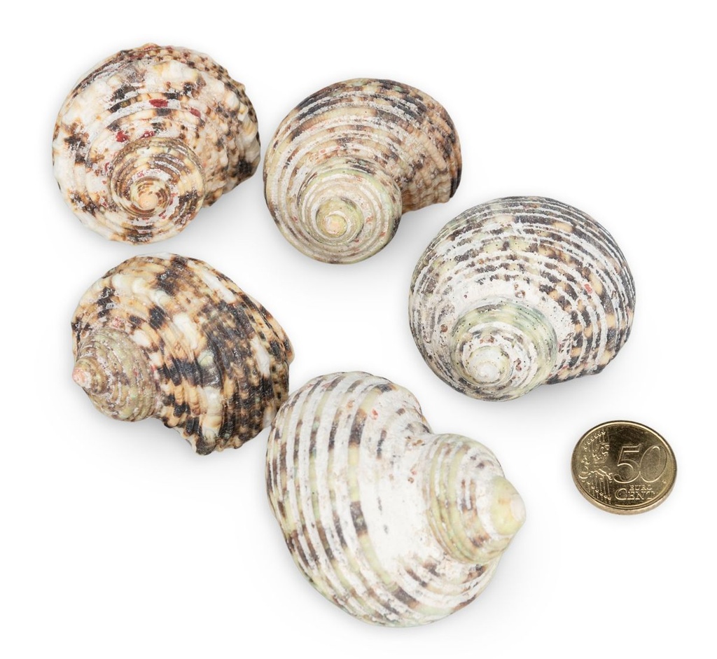 5813-Turbo-argyrostomus-0-5kg--ca--4-6cm--ca--8-12-Stk----Turbanschnecke---Muschel-und-Schnecken-zum-Basteln_3.jpg