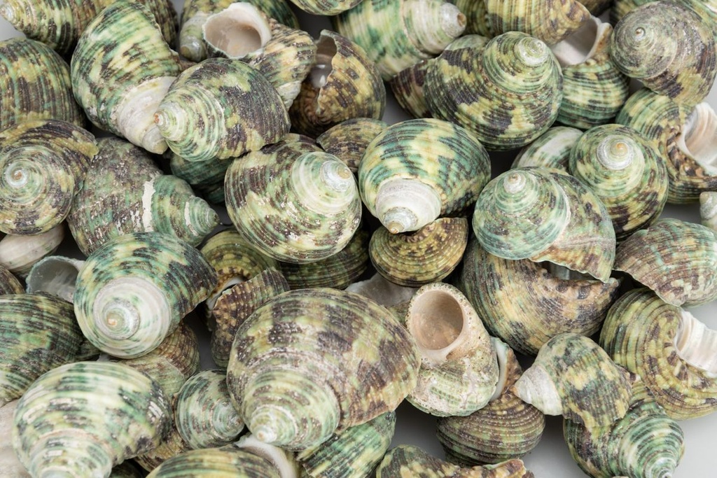 5814-Turbo-sparverius--0-5kg--ca--2-4cm--ca--55-65-Stk----Gerippte-Turbanschnecke---Schneckenhaus-fuer-Eisiedlerkrebse---Deko-Schneckenhaus-zum-Basteln-und-Dekorieren---Schneckenhaus---m_2.jpg