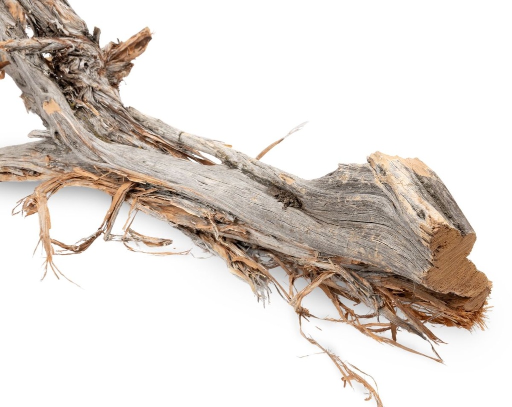 5816-Ghostwood-Baum-Natur-mit-Rinde-ca--90cm-hoch-_2.jpg