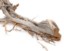 5816-Ghostwood-Baum-Natur-mit-Rinde-ca--90cm-hoch-_2.jpg