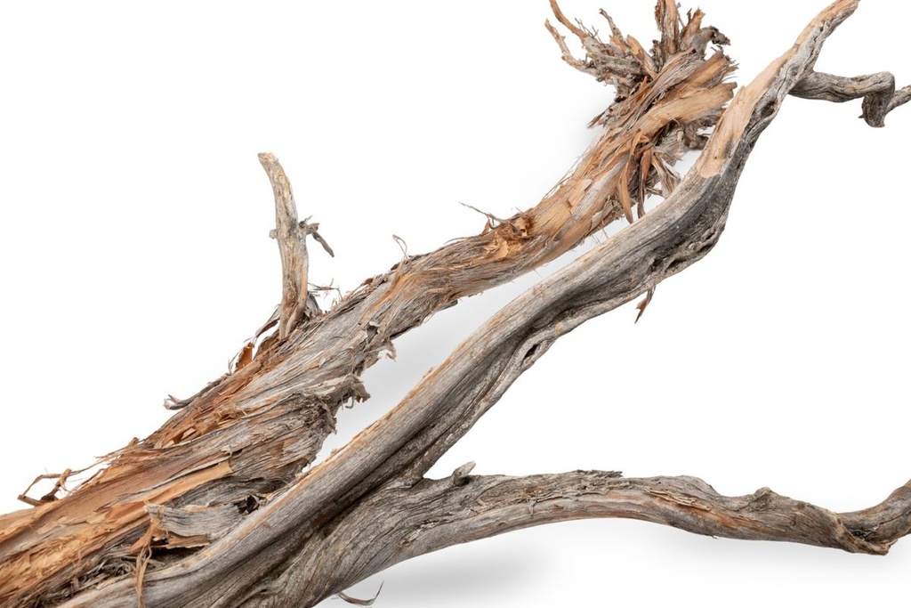 5816-Ghostwood-Baum-Natur-mit-Rinde-ca--90cm-hoch-_3.jpg