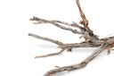 5816-Ghostwood-Baum-Natur-mit-Rinde-ca--90cm-hoch-_4.jpg
