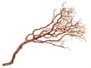 Manzanita-Baum in Natur, Größe ca. 60cm  2