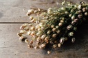 Nigella getrocknet im Bund ca. 60cm | Ni 2