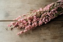 Delphinium natur pink im Bund ca. 60cm | 2