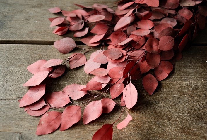 Eucalyptus Populus, konserviert, in Rot, 2
