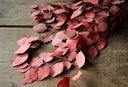 Eucalyptus Populus, konserviert, in Rot, 2