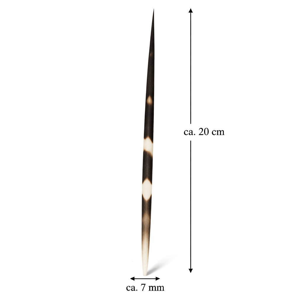 Stachelschweinborste ca. 15-20 cm Porcup 2