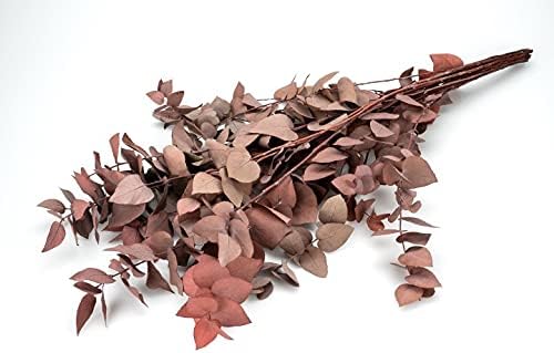 Eucalyptus stuartiana, konserviert, in R 2