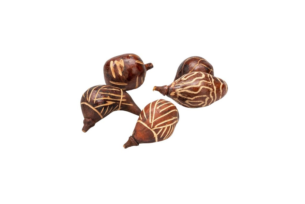Baobab "Mini", Packung mit 5 Stück, Größ 2