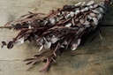 Eucalyptus-Mix, konserviert, in Rot, im  2